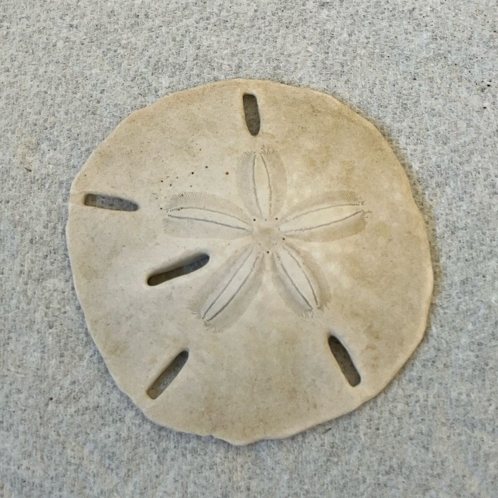 Sand Dollar